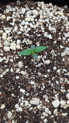 Strawberry Cheesecake Seedsman Seeds Autoflowers x2 — flower, day 111