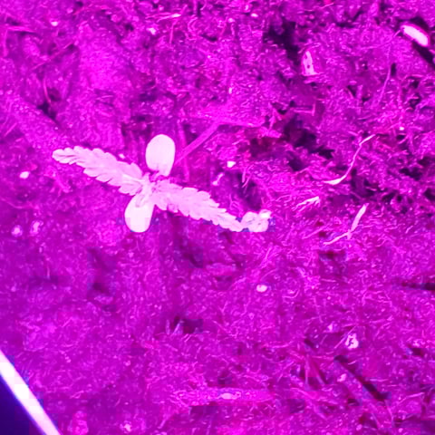 special queen 1 auto — seedling_rooting, day 1