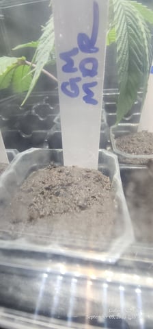 Tester Strain #1  — seedling_rooting, day 8