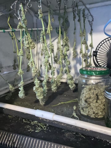 Cherry Pie  — harvest, day 78