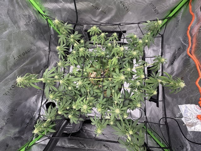 Pine (Auto) 2025 - 0 — flower, day 62