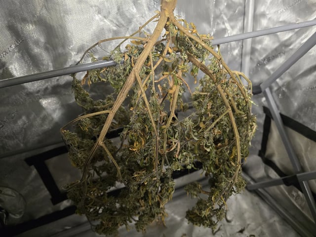 Platnium Jelly — harvest, day 134