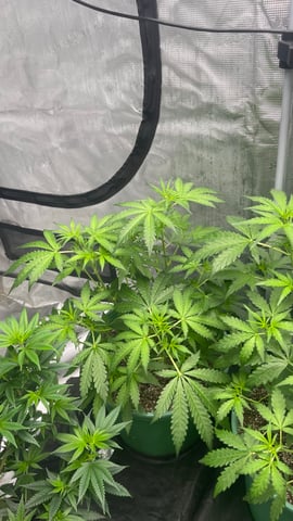 Rippleys OG Auto (Mephisto Genetics) 1st Attempt at Autos — vegetative, day 41