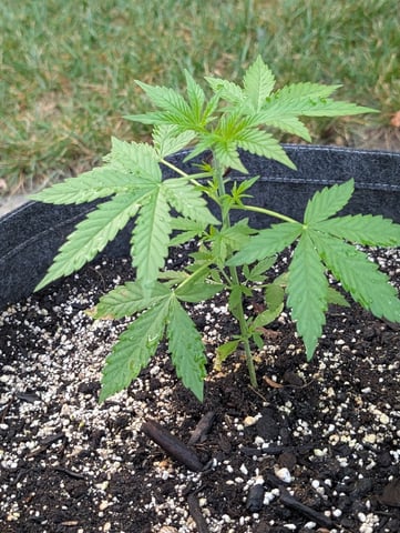 Gorilla Cookies Auto — vegetative, day 24