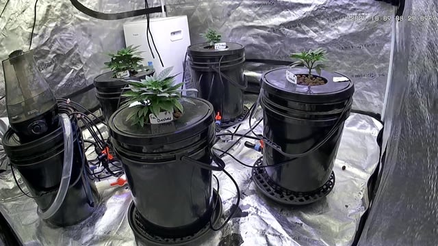 1st Ever Grow (Fat Bastard)(RDWC)  — vegetative, day 39