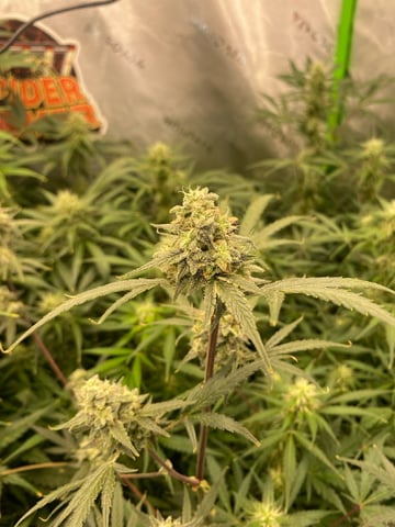 Bruce Banner (Auto) — harvest, day 69