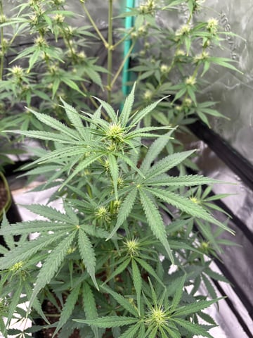 FASTBUDS — flower, day 1