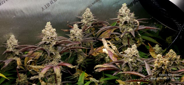 Blasted Genetics  — flower, day 162