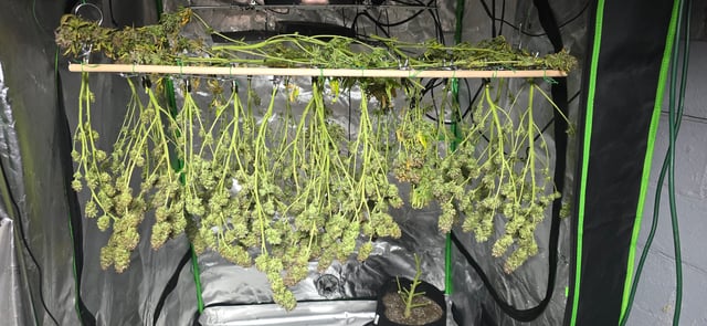 Attack Of The Clones — harvest, day 95