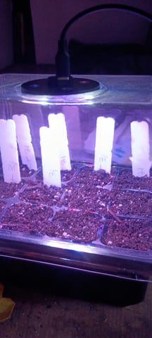 hawai'i outdoor — seedling_rooting, day 1