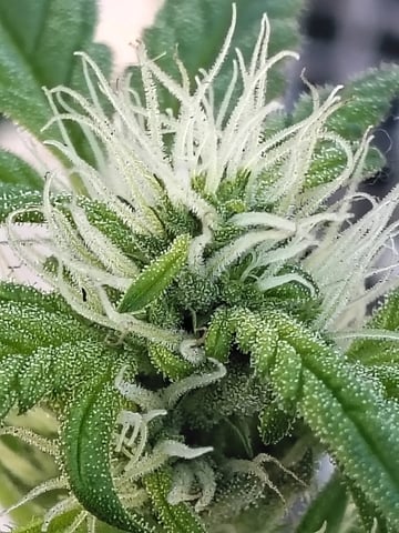 WeedySpencer