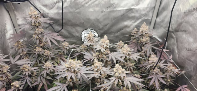 First clones (Dr nefario)  — flower, day 88
