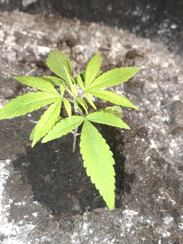 Hindu Kush — vegetative, day 22