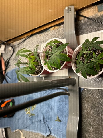 Wedding cake & Indoor Wedding Cake Clones — vegetative, day 26