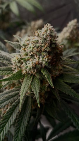 Experimental DIY Run — flower, day 24