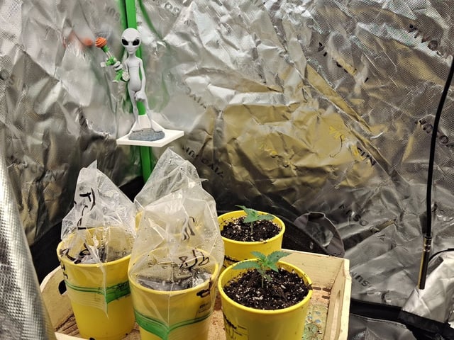 First Grow — vegetative, day 24
