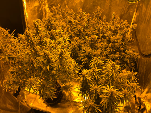 2nd Autoflower Indoor Grow — flower, day 94