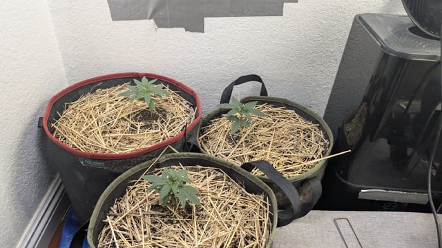 August Grow — vegetative, day 18