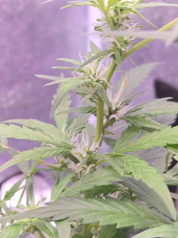 I'll get it right — flower, day 62