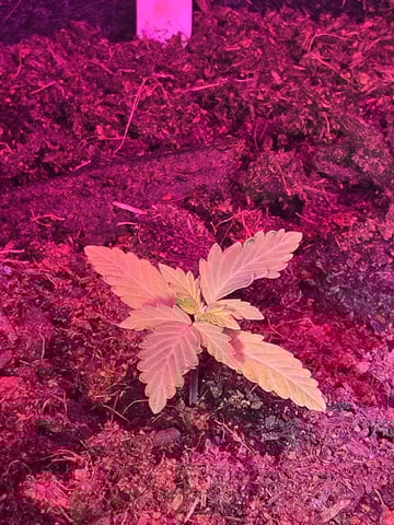 1st Ever Grow — vegetative, day 22