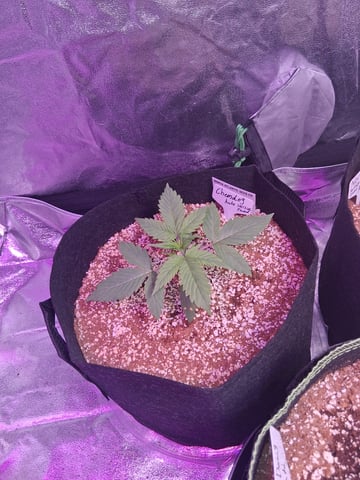 first auto grow — vegetative, day 19