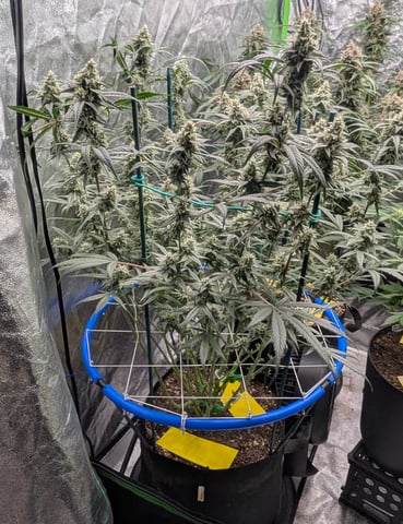 Mixed Grow — flower, day 78