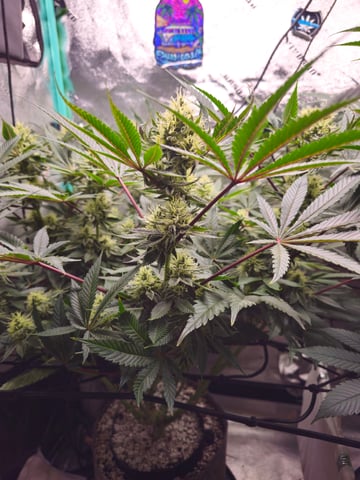 first grow — flower, day 92
