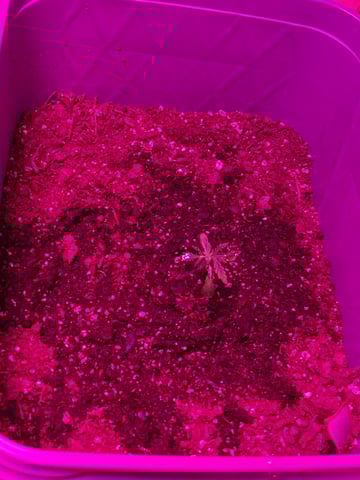 Queen B  — vegetative, day 15