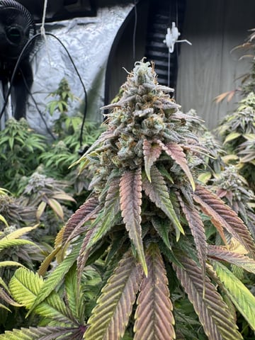7 Strains 14 Plants  — none, day 160