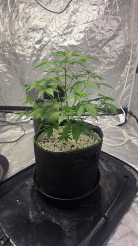 Beginner - My first grow has been an incredible experience so far! — vegetative, day 37