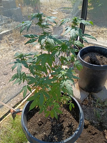 Time to flip the mothers — flower, day 1