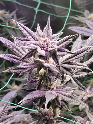 4 strains in 1 tent — flower, day 104