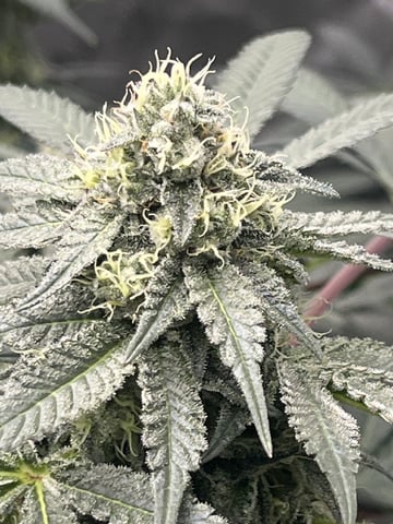 The Bling  — flower, day 114