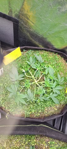 First Grow with the new setup  — vegetative, day 42