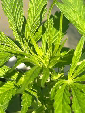 First ever grow — flower, day 47