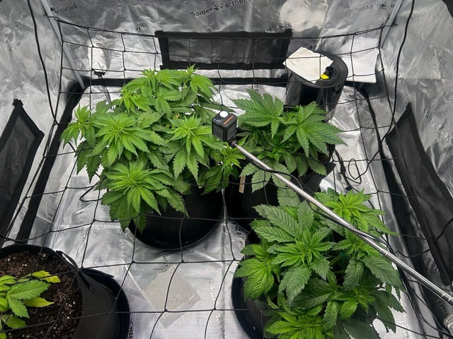 2025-26 harvest INDOOR — vegetative, day 74