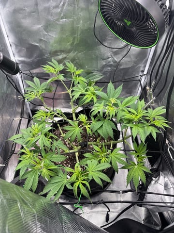 Blackberry Kush — vegetative, day 38