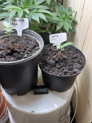  strawberry cough  — vegetative, day 16