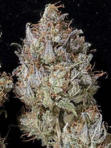 Mandarin Skywalker Crasher — harvest, day 160