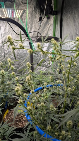 Mixed Grow — grow_setup, day 57