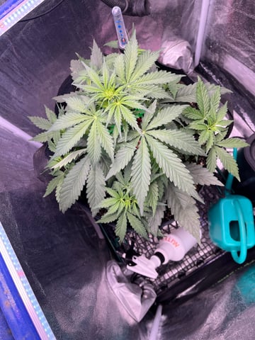 Aeque Genetics  — flower, day 22