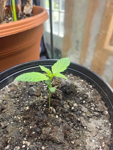 cherry pie  — seedling_rooting, day 7