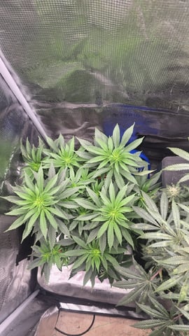 Purple Nasty By Ethos Seeds