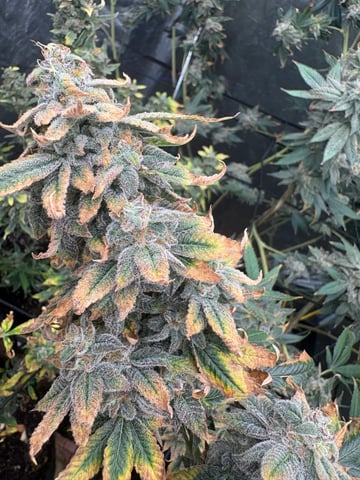 back to my roots.  — flower, day 50