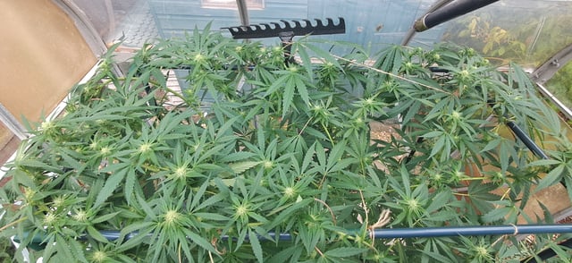 1st grow (green house)(natural) — flower, day 85