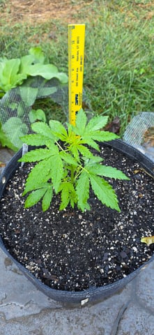 Let's just leave these right here! — vegetative, day 42