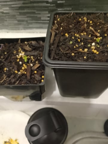 outdoor  — germination, day 1