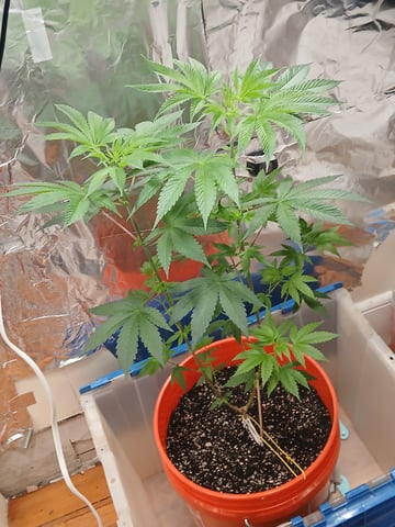 triangle kush  — vegetative, day 11