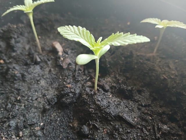 Vegetative  — seedling_rooting, day 7