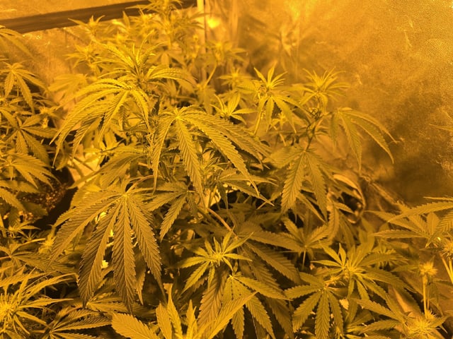 3rd Auto Grow — flower, day 62